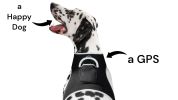 Lightweight Rechargeable Collar Pet GPS Tracker for Dogs with Movement Detector Size:L
