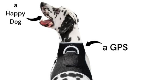 Lightweight Rechargeable Collar Pet GPS Tracker for Dogs with Movement Detector Size:L