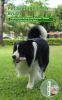 DOG Chew Toys for Teeth Cleaning,Pet Sausage chew Brush,Pet chew & Clean Buddy