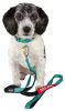 Dog Helios Neo-Indestructible Easy-Tension Sporty Embroidered Thick Durable Pet Dog Leash And Collar