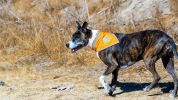Orange Dog Bandana  Size Hi Visibility Reflective Blaze Orange Bandana for Pets Safety Accessories for Walking Camping and Off Leash Exploratio